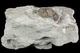 Wide, Enrolled Flexicalymene Trilobite In Shale - Ohio #67976-3